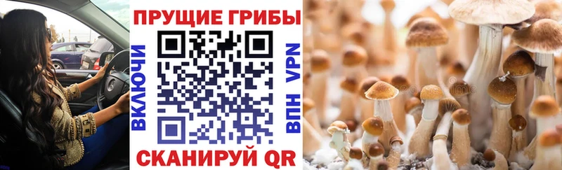 Галлюциногенные грибы Psilocybe  купить наркотик  Избербаш 